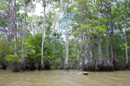 Bayou Black